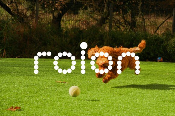 Roinert Font: Adding Playful Editorial Charm